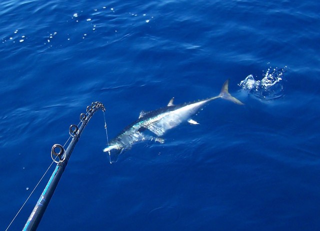 Bluefin rod cam